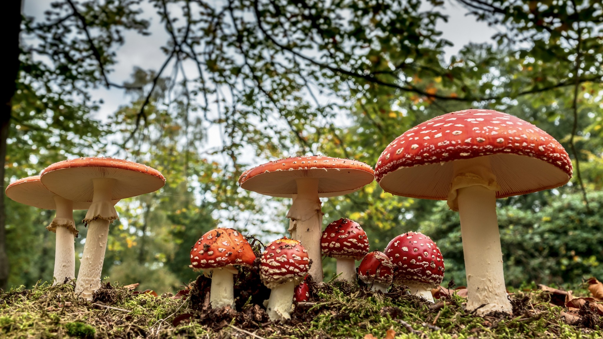 Paddenstoelenwandeling